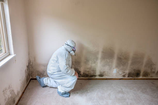 Best Attic Mold Removal  in Ocean City, FL